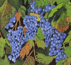 Seven Species, Grapes, Painting Copy, Diana Shimon