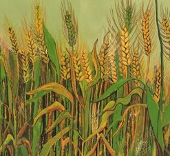 Seven Species, Barley, Painting Copy, Diana Shimon